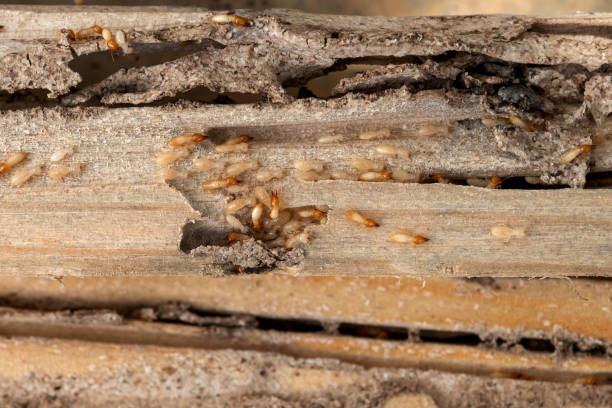 Best Affordable Pest Control Services  in Ellwood City, PA