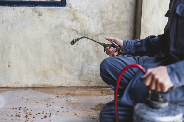 Best Wasp Removal Services  in Ellwood City, PA